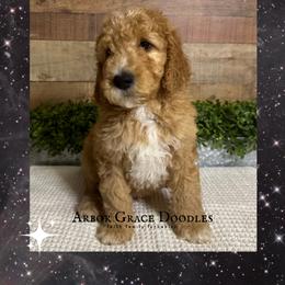 Han - Red  male Goldendoodle puppy in North Conway, New Hampshire from Arbor Grace Doodles