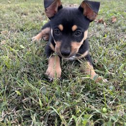 Black Tux - Black and white male Teddy Roosevelt Terrier puppy in Robards, Kentucky from Dream Tree Kennel