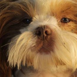 Shih Tzus from Suncoast Shih Tzus