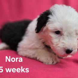Nora - Gray and white female Old English Sheepdog puppy in Sutherlin, Oregon from Sapphire Eyes Sheepdogs