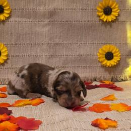 Chocolate Dapple Boy - Dapple male Dachshund puppy in Choctaw, Oklahoma from TS Performance Horses & Dachshunds