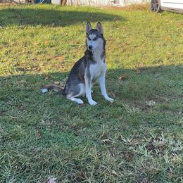 Mika - Siberian Husky
