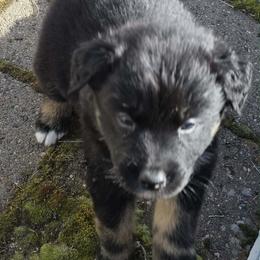 Garth-Black tri boy 4 - Black tri-color male Australian Shepherd puppy in Nezperce, Idaho from Willow Creek Farm
