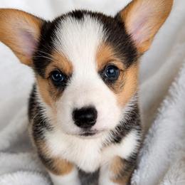 Pickle - Black and tan male Pembroke Welsh Corgi puppy in Beggs, Oklahoma from Blue Diamond Corgi’s