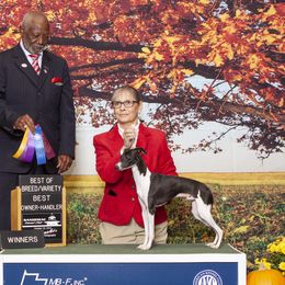 Vinny - Italian Greyhound