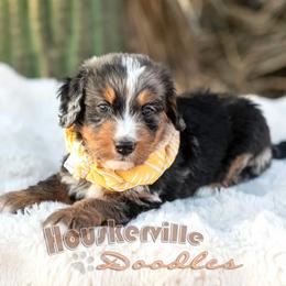 Bronco - Blue merle male Bernedoodle puppy in Wickenburg, Arizona from Houskerville Doodles