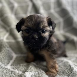 Shih Tzu Puppies from Jodi’s Shihtzus