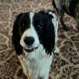 Chloe - English Springer Spaniel