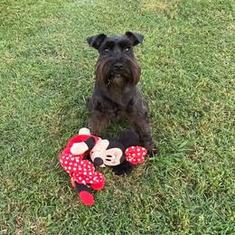 Zoe - Miniature Schnauzer