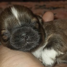 Boy 2 - Shih Tzu puppy from K&D kennels