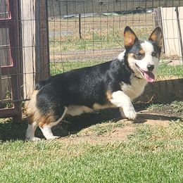 Axle - Pembroke Welsh Corgi