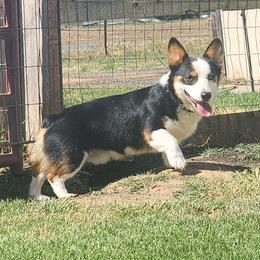 Axle - Pembroke Welsh Corgi