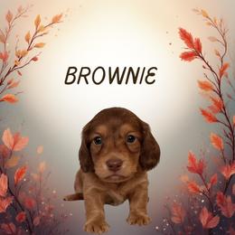 Brownie - Chocolate and tan male Dachshund puppy in Saint Paul, Minnesota from Vibrant Eyes Doxies