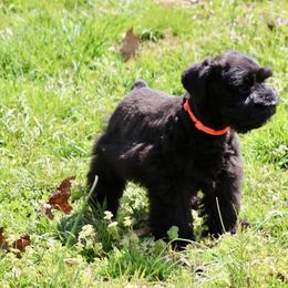 Australian Shepherd and Miniature Schnauzer Puppies from Dustyn Watson