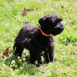 Australian Shepherd and Miniature Schnauzer Puppies from Dustyn Watson