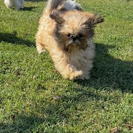 Rosie - Shih Tzu