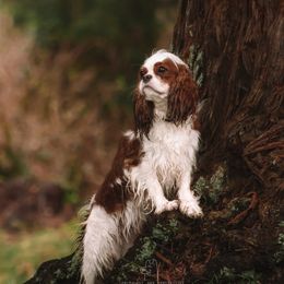 Berry - Cavalier King Charles Spaniel