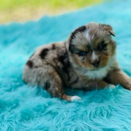 Phoenix - Red merle female Miniature Australian Shepherd puppy in Granbury, Texas from Texas Miniature Aussies