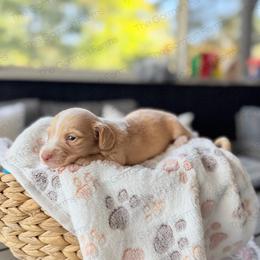 Pumpkin Pie - Piebald male Dachshund puppy in Greenville, North Carolina from The Gorman Farms