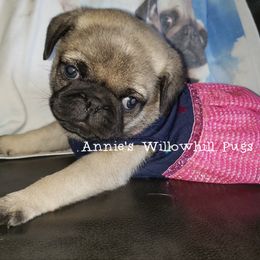 Pug Puppies from Annie's Willow Hill Pugs