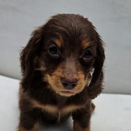 The Caterpillar - Alice in Wonderland Theme - Chocolate and tan male Dachshund puppy in Woodland, Washington from SJs Dachshunds