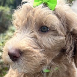 Agave - Apricot female Goldendoodle puppy in Placerville, California from New Dawn Poodles and Doodles