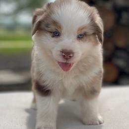 Cosmo - Australian Shepherd puppy in Hempstead, Texas from SkyBrynn Aussies