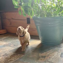 Goldendoodle Puppies from Bear Ridge Doodles