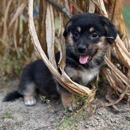 Zion - Black and tan male American Corgi puppy in Hope, Arkansas from Foxy Knoll Farm