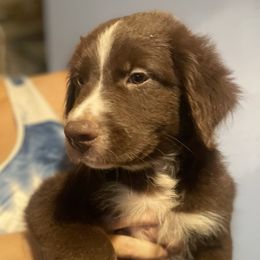 Australian Shepherd Puppies from Elliott’s Aussies