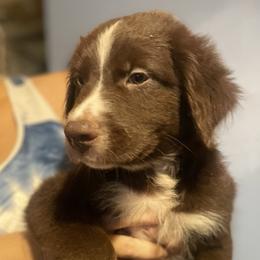 Australian Shepherd Puppies from Elliott’s Aussies