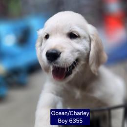 Ocean boy 5 - Light golden male Golden Retriever puppy in Niles, Michigan from Christiana Creek Goldens