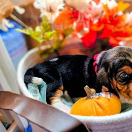 Hot pink girl - Black brown and white female Basset Hound puppy in Converse, Louisiana from Walkers Catuna Bassett Hounds