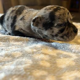 Cookie - Merle female Chihuahua puppy in Beckemeyer, Illinois from Guardian’s of the Chihuahuas