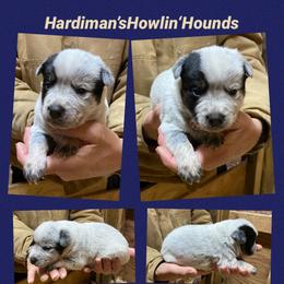 Australian Cattle Dog and Bloodhound Puppies from Hardiman’s Howlin’ Hounds/Sandi Hardiman