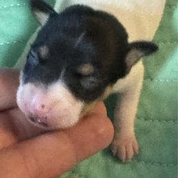 Girl 2 - White black and tan female Toy Fox Terrier puppy in Briggs, Texas from TAC Team Kennels