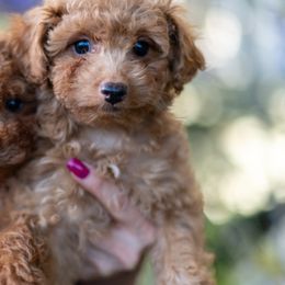 Poodles from Teddy Bear Poodles