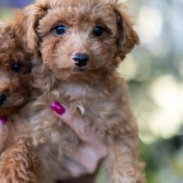 Poodles from Teddy Bear Poodles