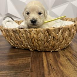 Yellow Collar - Light golden female Golden Retriever puppy in Radcliff, Kentucky from It’s A Golden Life