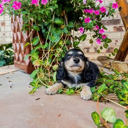 Mickey - Dachshund puppy from 4-L Backyard Dach