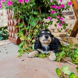 Mickey - Dachshund puppy from 4-L Backyard Dach