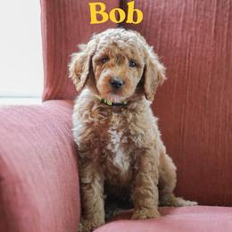 Bob - Red  male Goldendoodle puppy in College Station, Texas from Em & El Doodles