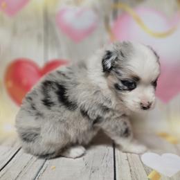 Girl2 - Blue merle female Australian Shepherd puppy in Lakeland, Florida from Diamond P Australian Shepherds