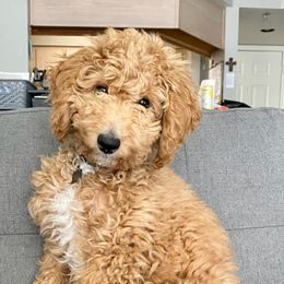 Aussiedoodle Puppies from Color Country Doodles