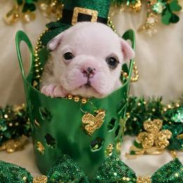 Red Lady - Red female Boston Terrier puppy in San Antonio, Texas from JT Bostons