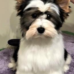 Biewer Terriers and Poodles from Eaglehill-South Miniature Poodles/Classic Biewer Terriers
