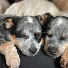 Australian Cattle Dog Puppies from Fox Hill Cattle Dogs