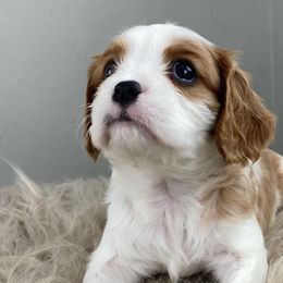 Cavalier King Charles Spaniels and Cavapoos from Mountain View Doodles