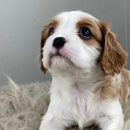 Cavalier King Charles Spaniels and Cavapoos from Mountain View Doodles