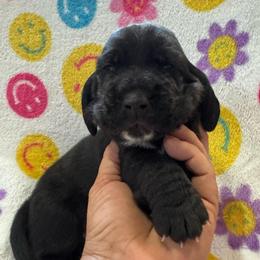 Rainer - Black and white male Basset Hound puppy in Pilot Mtn, North Carolina from Lowdown Love Basset Hounds